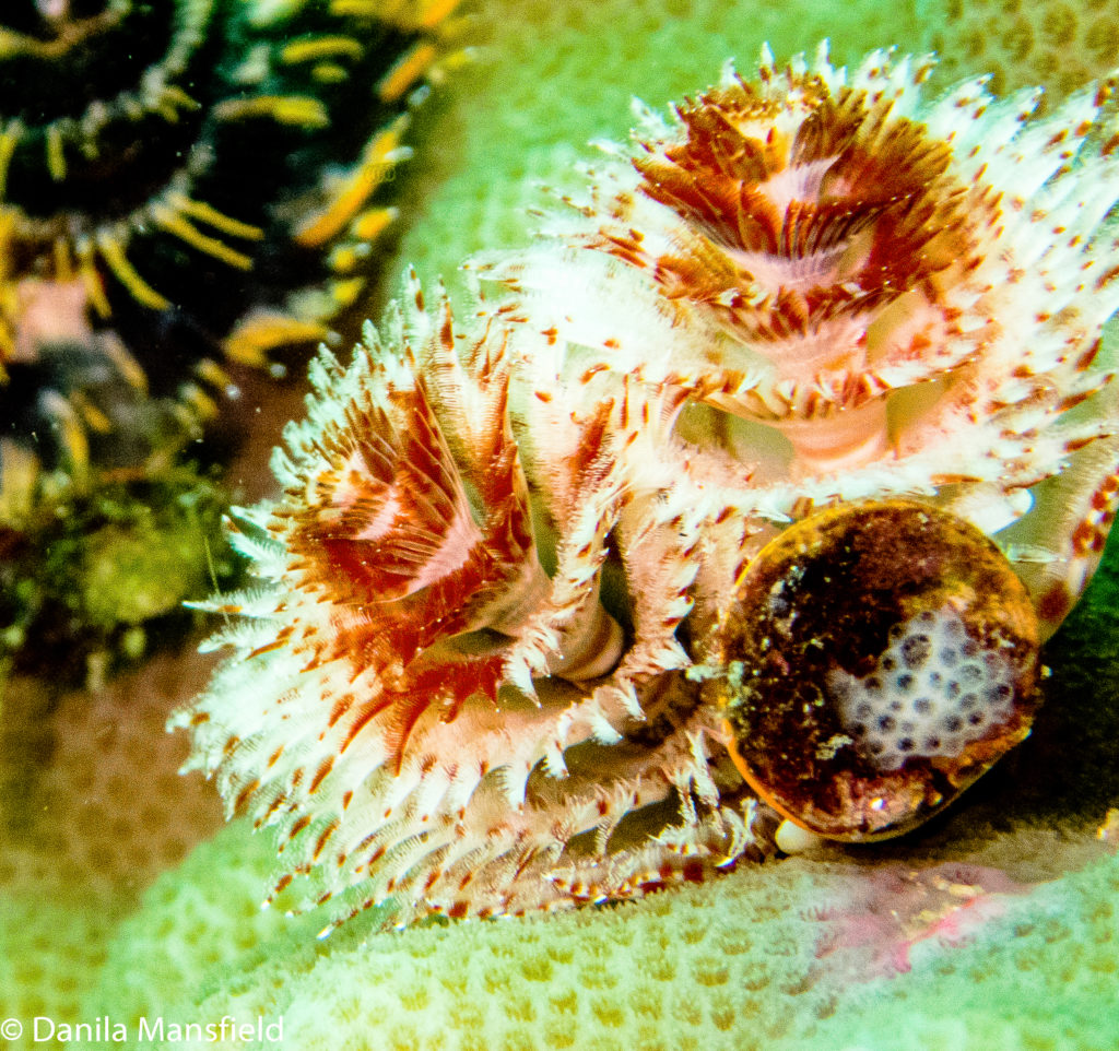 Christmas Tree Worms NotDunRoamin Travel Blog