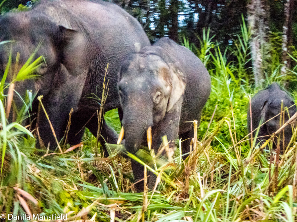 Borneo Pygmy Elephants | NotDunRoamin - Travel Blog